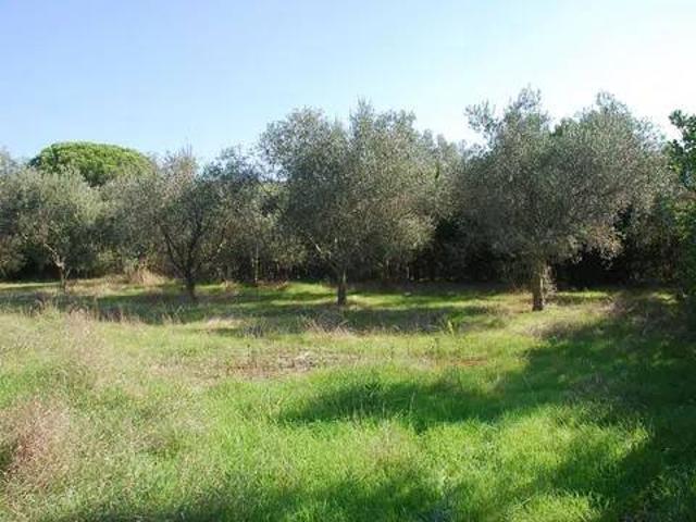 Terreno in vendita a Neghelli, Orbetello
