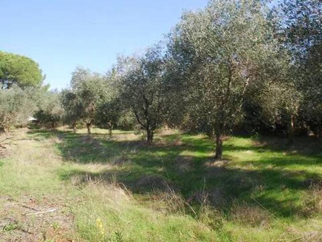 Terreno in vendita a Neghelli, Orbetello
