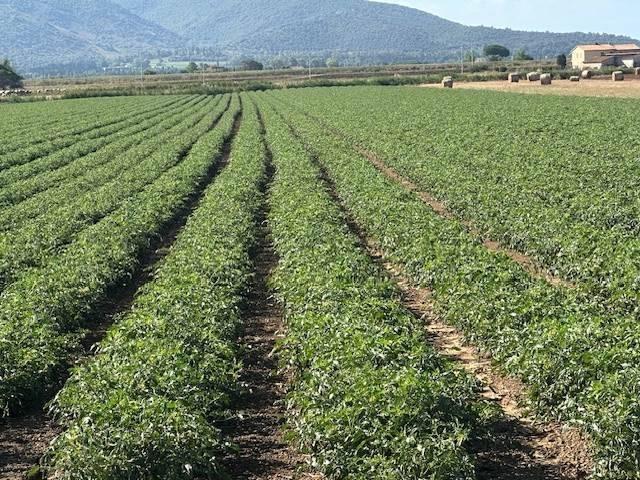Terreno in vendita a Orbetello, Toscana