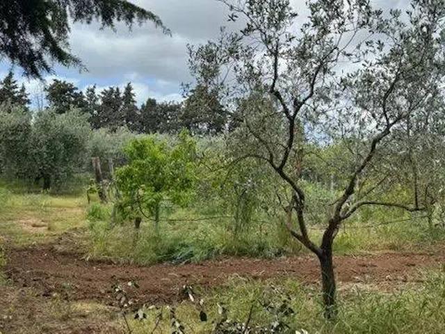 Terreno in vendita a Provinca, Orbetello