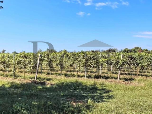 Terreno in vendita a Orsago, Veneto