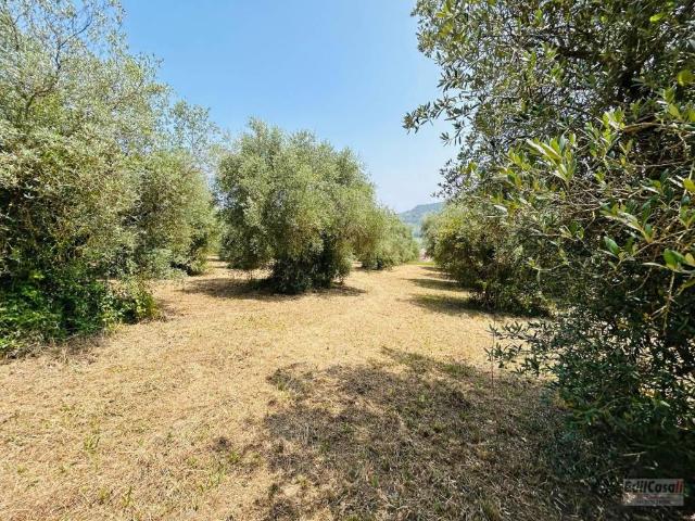 Terreno in vendita a Orte, Lazio