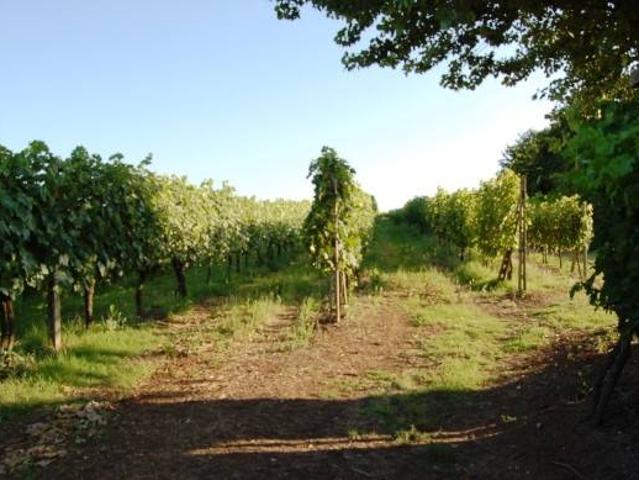 Terreno in vendita a Orvieto, Umbria