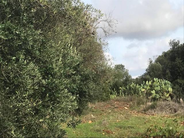 Terreno in vendita a Ostuni, Brindisi