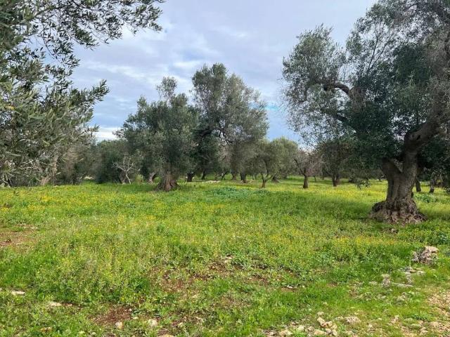 Terreno in vendita a Puglia, Brindisi