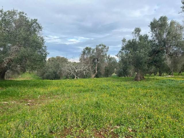 Terreno in vendita a Puglia, Brindisi