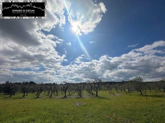 Terreno in vendita a Puglia, Brindisi