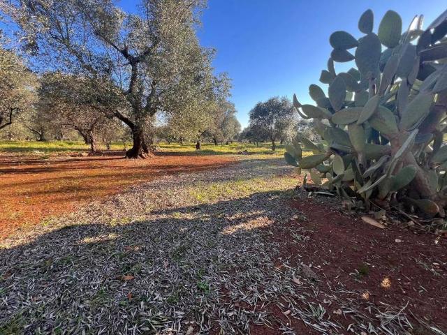 Terreno in vendita a Ostuni