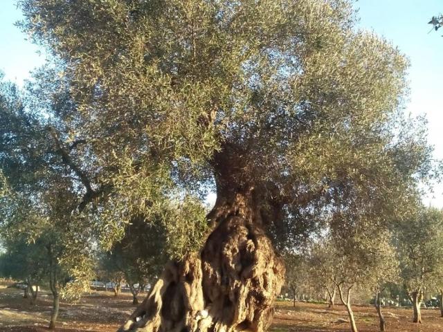 Terreno in vendita a Villanova di Ostuni, Puglia
