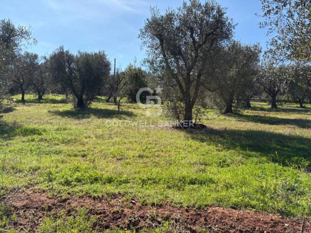Terreno in vendita a Puglia, Brindisi