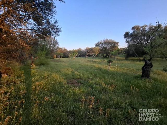 Terreno in vendita a Borgo Rurale Pascarosa, Puglia