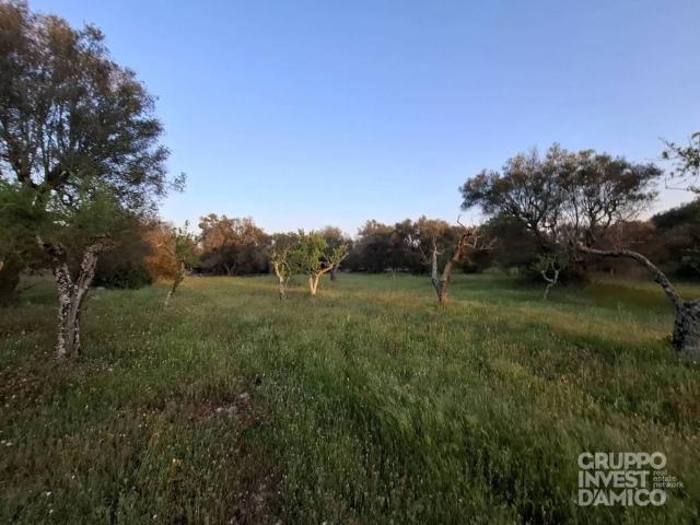 Terreno in vendita a Borgo Rurale Pascarosa, Puglia