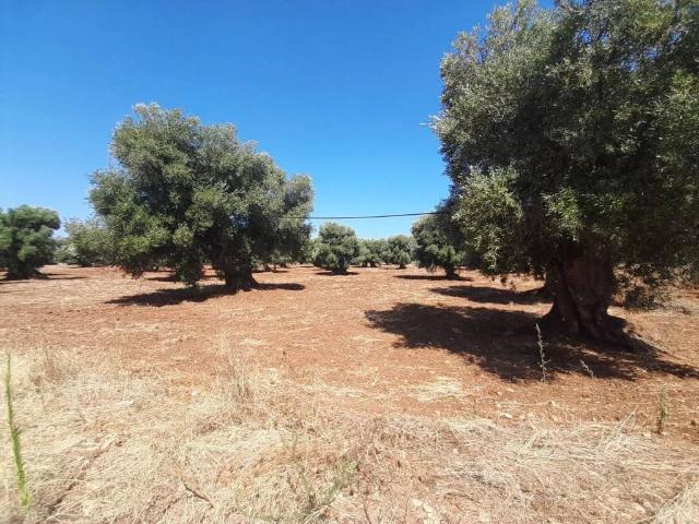 Terreno in vendita a Rosa Marina di Ostuni, Puglia