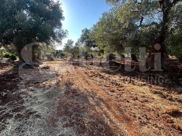 Terreno in vendita a Puglia, Brindisi