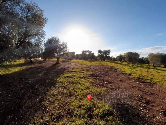 Terreno in vendita a Puglia, Brindisi