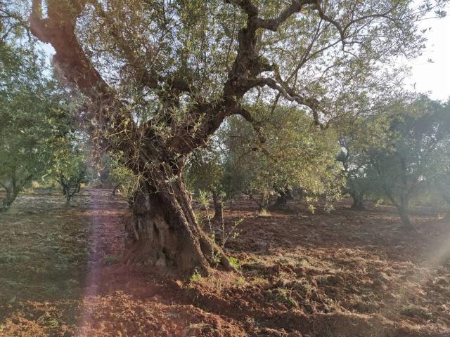 Terreno in vendita a Puglia, Brindisi