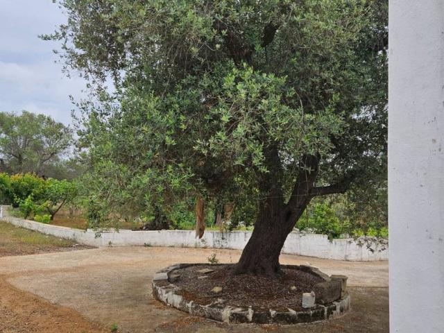 Terreno in vendita a Contrada Badessa, Puglia