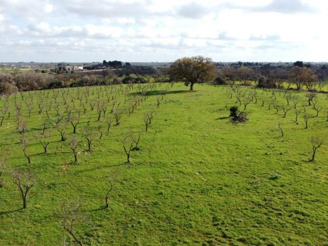 Terreno in vendita a Puglia, Brindisi