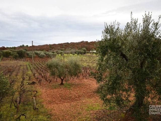 Terreno in vendita a Borgo Rurale Pascarosa, Puglia