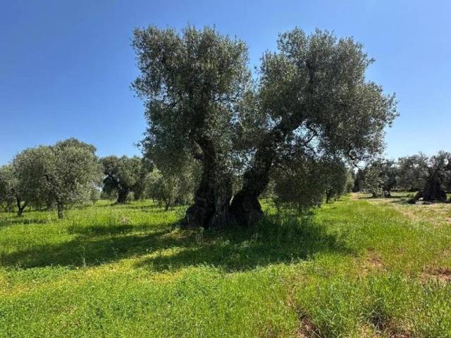Terreno in vendita a Puglia, Brindisi
