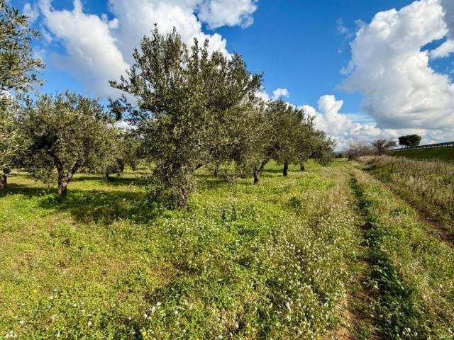 Terreno in vendita a Puglia, Taranto