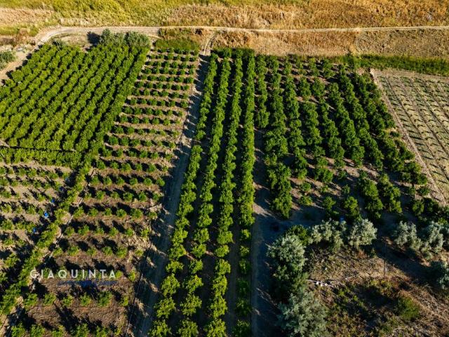 Terreno in vendita a Palagonia, Sicilia