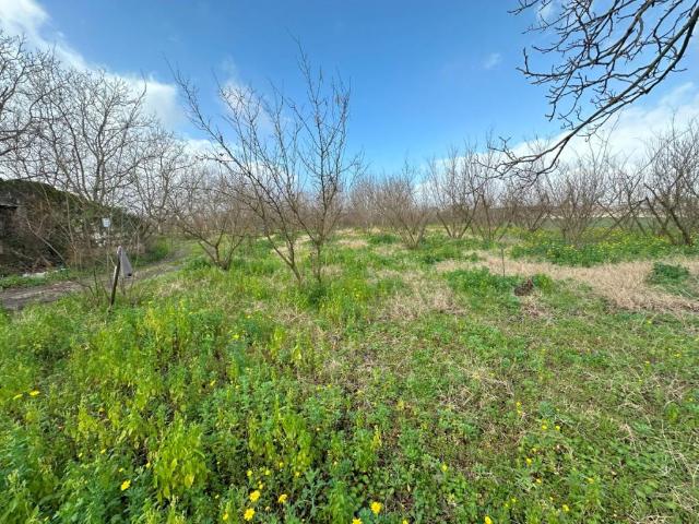 Terreno in vendita a Palma Campania, Campania
