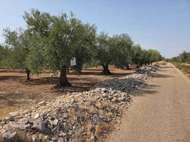Terreno in vendita a Puglia, Bari