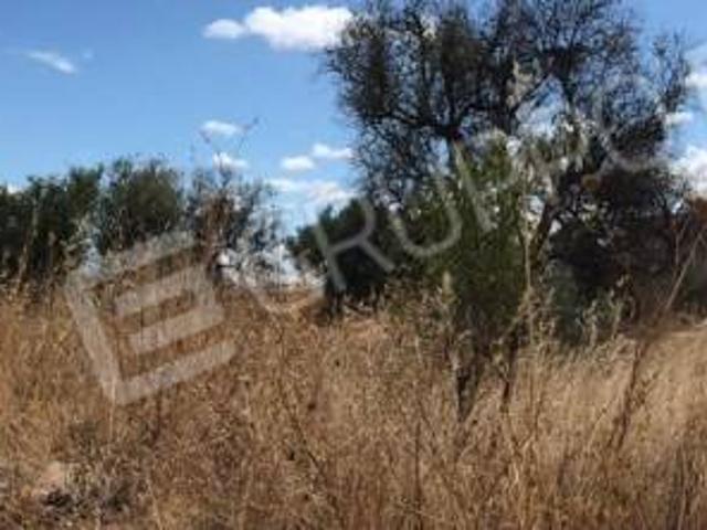 Terreno in vendita a Puglia, Bari