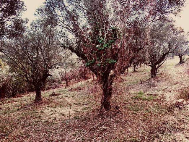 Terreno in vendita a Roma Capitale, Lazio