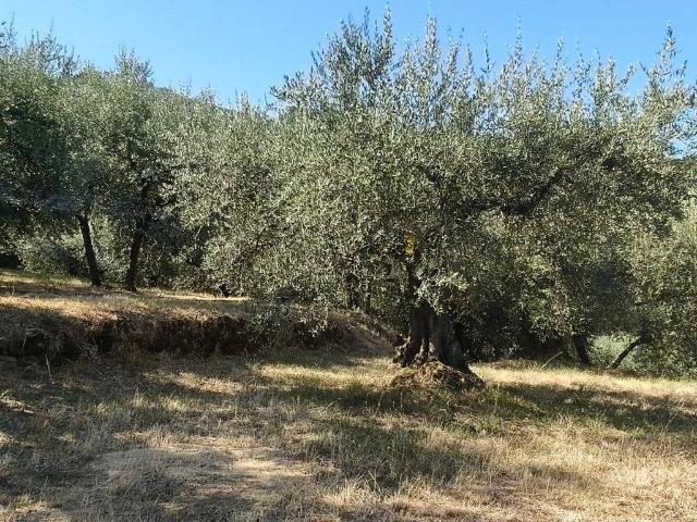 Terreno in vendita a Gioveto, Panicale