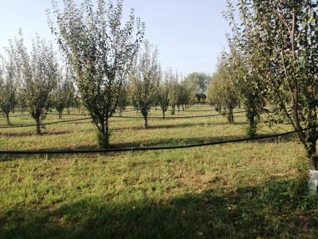 Terreno in vendita a San Pancrazio, Sorbolo