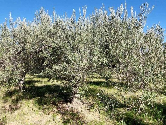 Terreno in vendita a Partanna, Sicilia