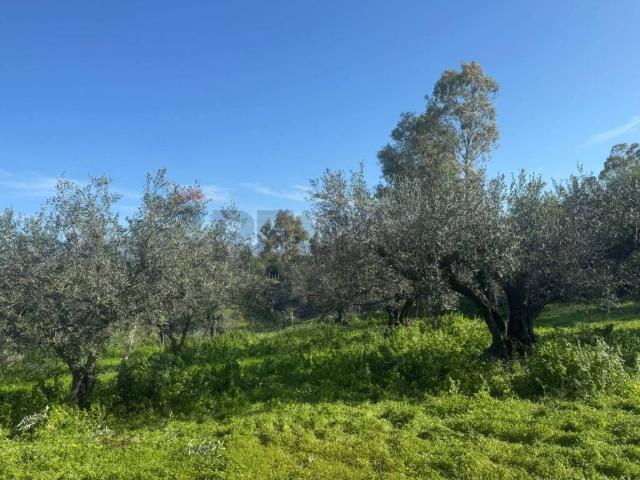 Terreno in vendita a Partinico, Sicilia