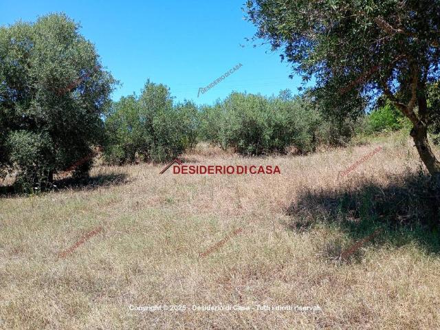Terreno in vendita a Partinico, Sicilia