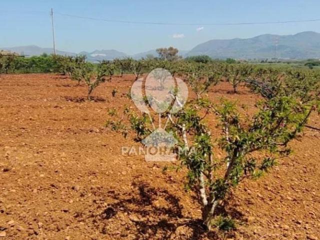 Terreno in vendita a Partinico, Sicilia