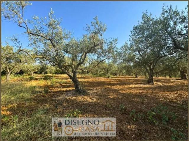 Terreno in vendita a Partinico, Sicilia