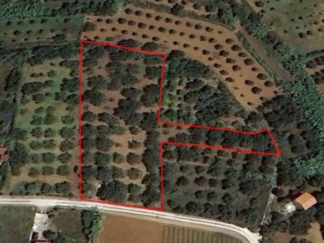 Terreno in vendita a Partinico, Sicilia