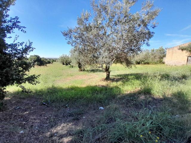 Terreno in vendita a Pastorano, Campania