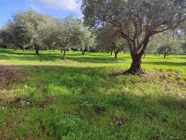 Terreno in vendita a Patti, Sicilia