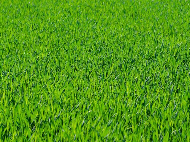 Terreno in vendita a Lauzacco / Lauçac, Pavia di Udine / Pavie