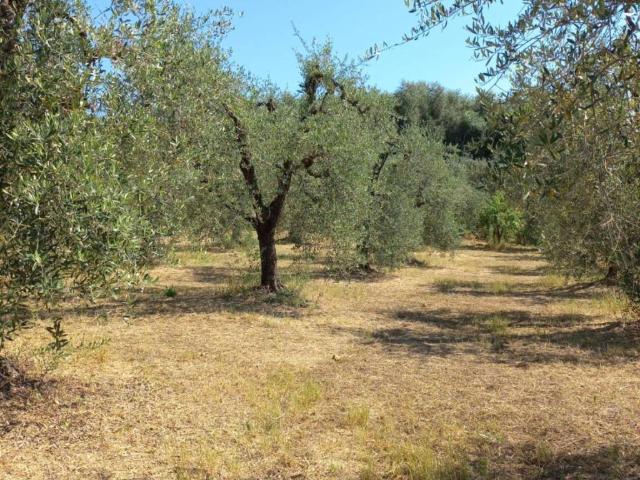 Terreno in vendita a Peccioli, Toscana
