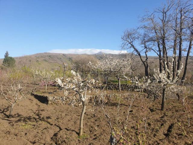 Terreno in vendita a Tarderia, Pedara