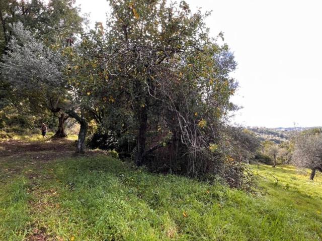 Terreno in vendita a Perdifumo, Campania