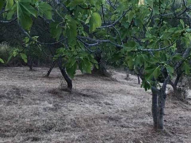 Terreno in vendita a Perdifumo, Campania