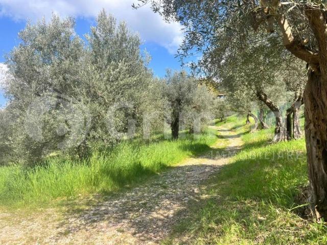 Terreno in vendita a Cenerente, Umbria