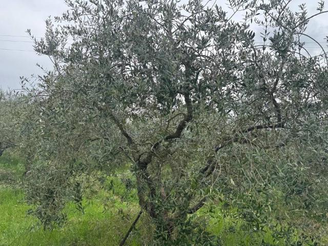 Terreno in vendita a Ponte San Giovanni, Cenerente