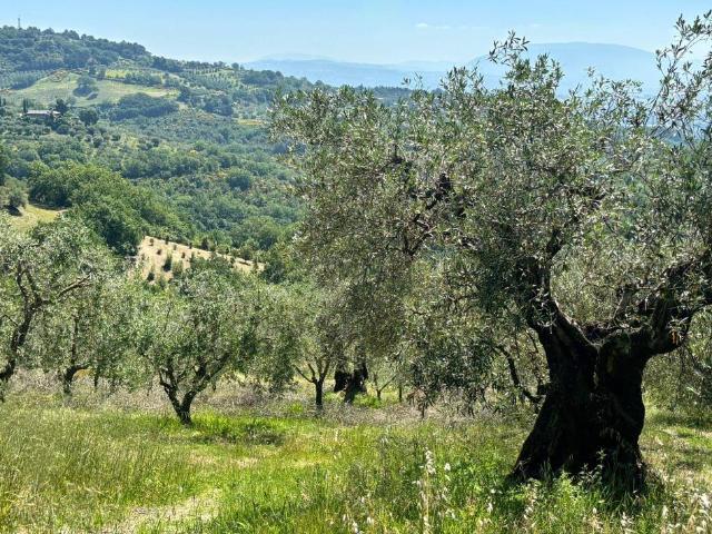 Terreno in vendita a Cenerente, Umbria