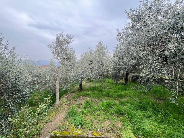 Terreno in vendita a Cenerente, Umbria