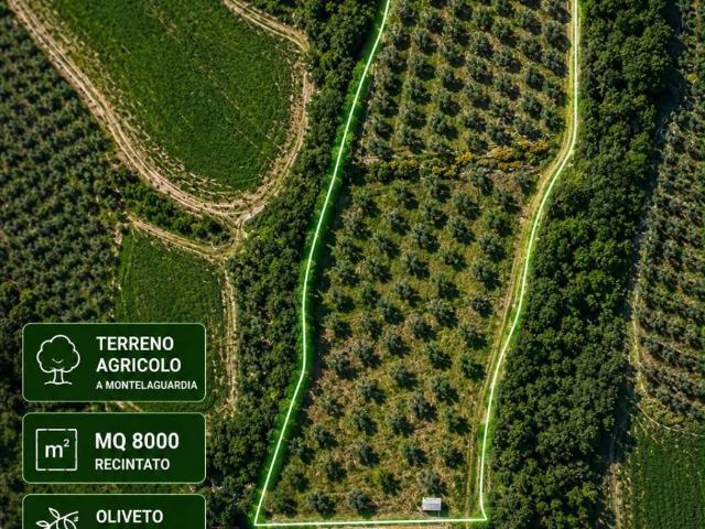 Terreno in vendita a Cenerente, Umbria